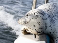 Um fotógrafo da vida selvagem captura o momento em que uma foca salta em um barco para escapar de uma baleia assassina