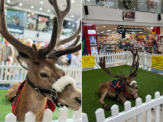 Indignação escrita quando renas reais aparecem em exibição de Natal no Jesmond Central Shopping Centre em Newcastle
