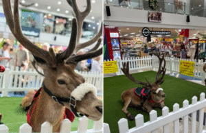 Indignação escrita quando renas reais aparecem em exibição de Natal no Jesmond Central Shopping Centre em Newcastle