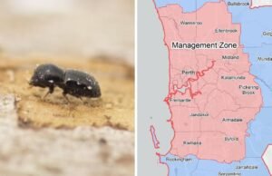 Toda Perth foi colocada sob novo plano de quarentena enquanto as autoridades lutam para impedir os danos causados pela broca do buraco de tiro