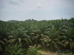 O boom da IA transforma as plantações de óleo de palma da Malásia em data centers