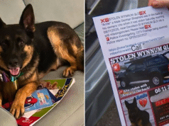 Twist: Carro encontrado com cachorro morto não foi roubado, alega a polícia: ‘Isso não aconteceu’