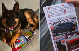 Twist: Carro encontrado com cachorro morto não foi roubado, alega a polícia: ‘Isso não aconteceu’