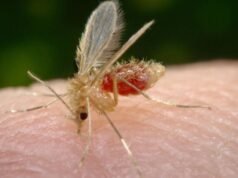 Caso de leishmaniose visceral canina foi confirmado em Botucatu