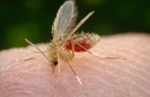 Caso de leishmaniose visceral canina foi confirmado em Botucatu