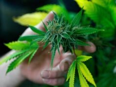 Anvisa permite que Embrapa inicie pesquisas sobre cultivo de cannabis