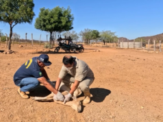 Falha no processo de inativação da vacina é a provável causa da morte de mais de 600 animais, confirmou laboratório