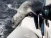 Uma foca escapa de um grupo de orcas saltando em um barco