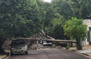 Árvores caíram e postes desabaram durante fortes chuvas em Prudente