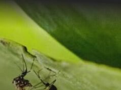 Anvisa publica registro de vacina contra dengue do Butantan