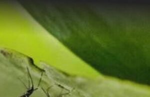 Anvisa publica registro de vacina contra dengue do Butantan