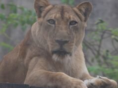 Uma semana após o ataque, o zoológico onde o leão matou o filhote prometeu novas câmeras e IA para monitorar os visitantes.