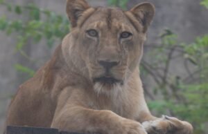 Uma semana após o ataque, o zoológico onde o leão matou o filhote prometeu novas câmeras e IA para monitorar os visitantes.