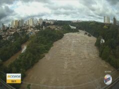 Chuva em Piracicaba: grandes árvores caem e bloqueiam Avenida Centenário