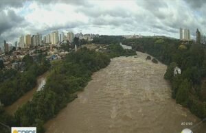 Chuva em Piracicaba: grandes árvores caem e bloqueiam Avenida Centenário