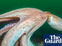 2025 é o ‘Ano do Polvo’, números recordes avistados na vida marinha da costa sul da Inglaterra