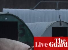 Ministro defende ‘estratégia de bem-estar animal mais ambiciosa em uma geração’ antes da publicação – UK Politics Live | Política