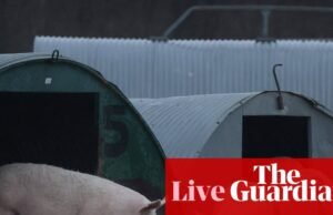 Ministro defende ‘estratégia de bem-estar animal mais ambiciosa em uma geração’ antes da publicação – UK Politics Live | Política