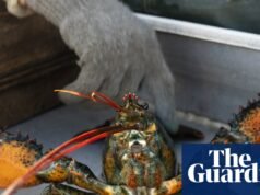 Grã-Bretanha proibirá a fervura de lagostas vivas em repressão à crueldade contra animais e bem-estar animal