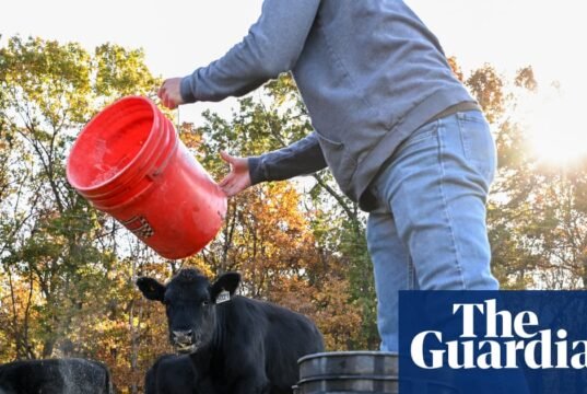 Agricultores dos EUA dizem que pacote de US$ 12 bilhões de Trump não é suficiente para compensar perdas com tarifas Negócios