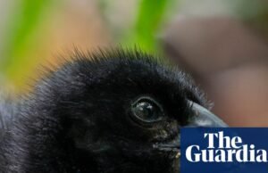 ‘Milagre’ da Zelândia: pintinho nascido de um raro casal Takahe considerado infértil. pássaros