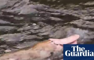 Ornitorrinco rosa visto em Gippsland, longe dos monotremados monocromáticos. Vitória