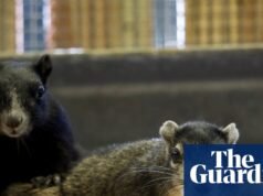 Esquilos ‘raros’ libertados juntos após serem amarrados em um hospital da Flórida para animais selvagens feridos Flórida