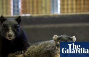 Esquilos ‘raros’ libertados juntos após serem amarrados em um hospital da Flórida para animais selvagens feridos Flórida
