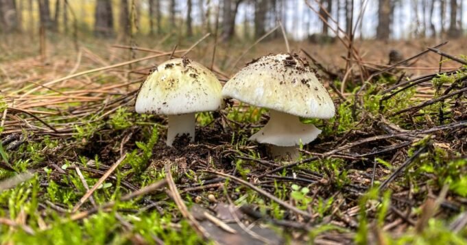 251209-death-cap-mushrooms-Amanita-phalloides-ew-511-a40fe4.jpg