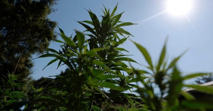 251218-cannabis-aa-557-f6cee3.jpg