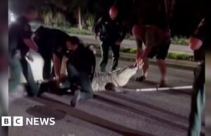 Policiais do momento disputam um crocodilo de 600 libras em uma estrada na Flórida