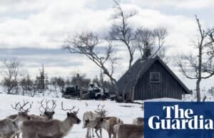 Onde vive o verdadeiro Rudolph: criação de renas com o povo Sami nas férias de vida selvagem no Velho Oeste da Suécia