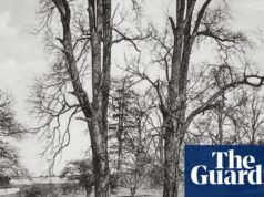 De volta às nossas raízes: uma breve história das árvores – em fotos