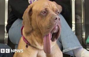 O cachorro Augie detém o recorde mundial do Guinness de língua de cachorro mais longa