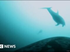 Vídeo raro mostra baleias assassinas e golfinhos caçando juntos