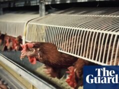 Gaiolas e caixas para porcos serão proibidas na Inglaterra. bem-estar animal