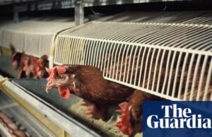 Gaiolas e caixas para porcos serão proibidas na Inglaterra. bem-estar animal