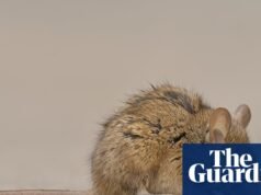 Autoridades do estado de Washington alertam sobre ratos em banheiros após enchentes: ‘Tente manter a calma’ Estado de Washington