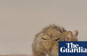 Autoridades do estado de Washington alertam sobre ratos em banheiros após enchentes: ‘Tente manter a calma’ Estado de Washington