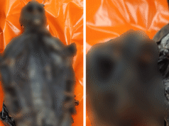 ‘Carne de primata desumana’ apreendida de passageiro no aeroporto O’Hare de Chicago