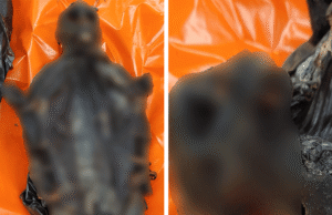 ‘Carne de primata desumana’ apreendida de passageiro no aeroporto O’Hare de Chicago