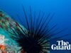 Espécies de ouriços-do-mar à beira da extinção após epidemia. vida marinha