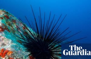 Espécies de ouriços-do-mar à beira da extinção após epidemia. vida marinha