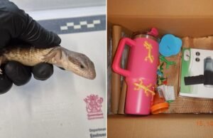 Estudante de Queensland é preso por contrabandear lagarto de língua azul