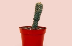 Não ignore a dor e o inchaço nos órgãos íntimos dos homens! Isso poderia ter acontecido…