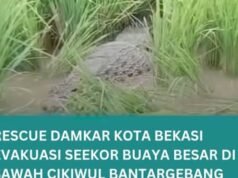 Grande comoção! Um grande crocodilo visto sentado no meio dos campos de arroz de Buntargebang, Bekasi
