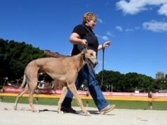 As corridas de galgos caíram do segundo local popular em NSW enquanto o governo buscava moradia em Wentworth Park
