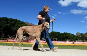 As corridas de galgos caíram do segundo local popular em NSW enquanto o governo buscava moradia em Wentworth Park