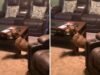 A reação hilariante do cachorro ao ser pego ganha a barriga da semana