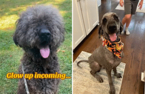 Dogue Alemão e Poodle têm filhotes, o que acontece a seguir é de partir o coração